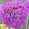 100 Giant Onion Seeds Allium giganteum - Edible Annual Flower Seeds Outdoor - Image 1