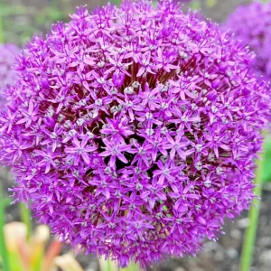 100 Giant Onion Seeds Allium giganteum - Edible Annual Flower Seeds Outdoor - Image 1