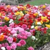 100 Mixed Ranunculus Seeds - Double Bloom Buttercups Vibrant Spring Flowers - Image 1