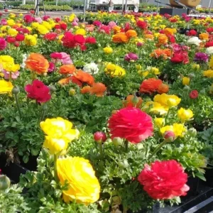 100 Mixed Ranunculus Seeds - Double Bloom Buttercups Vibrant Spring Flowers - Image 2