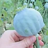 1000 Giant Rattle Poppy Seeds - P. Somniferum - Annual Flower Seeds - Image 1