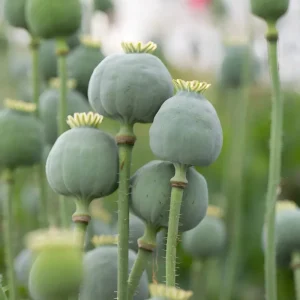 1000 Giant Rattle Poppy Seeds - P. Somniferum - Annual Flower Seeds - Image 2