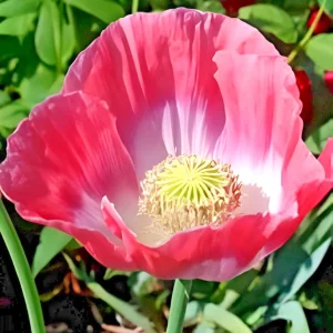 1000 Giant Rattle Poppy Seeds - P. Somniferum - Annual Flower Seeds - Image 3