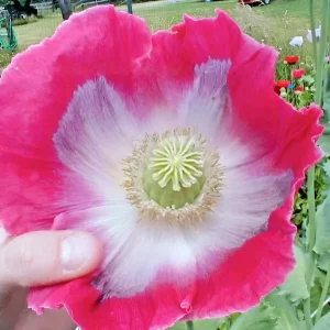 1000 Giant Rattle Poppy Seeds - P. Somniferum - Annual Flower Seeds - Image 5