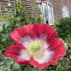 1000 Giant Rattle Poppy Seeds - P. Somniferum - Annual Flower Seeds - Image 6