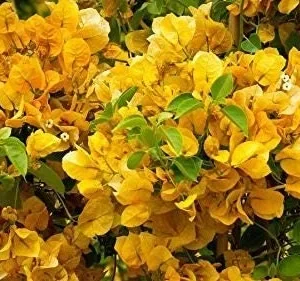 2 California Gold Bougainvillea Live Plant - Yellow Flower Starter Plants - Image 3