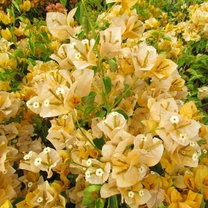 2 California Gold Bougainvillea Live Plant - Yellow Flower Starter Plants - Image 4