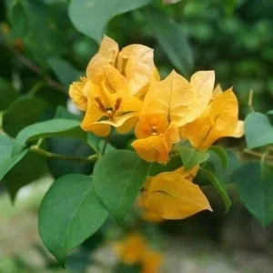 2 California Gold Bougainvillea Live Plant - Yellow Flower Starter Plants - Image 5