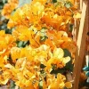 2 California Gold Bougainvillea Live Plant - Yellow Flower Starter Plants - Image 1