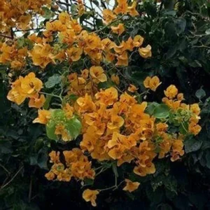2 California Gold Bougainvillea Live Plants - Yellow Flower Starter - Image 2