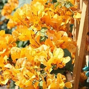 2 California Gold Bougainvillea Live Plants - Yellow Flower Starter - Image 1