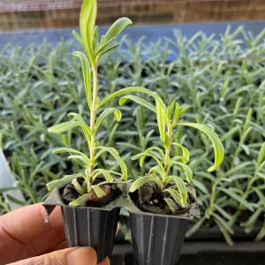 2 English Lavender Live Plants - Lavandula Angustifolia Starter Plugs - Image 3