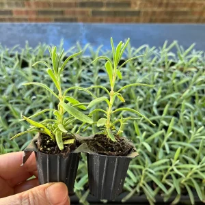 2 English Lavender Live Plants - Lavandula Angustifolia Starter Plugs - Image 4