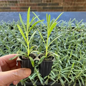 2 French Lavender Live Plants - Lavandula x Intermedia, Super Fragrant, Outdoor - Image 2