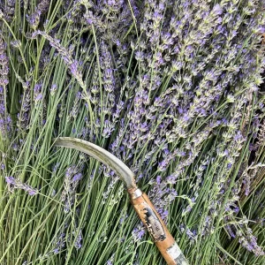 2 French Lavender Live Plants - Lavandula x Intermedia, Super Fragrant, Outdoor - Image 3