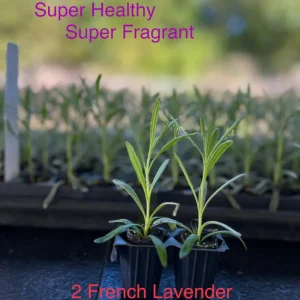 2 French Lavender Live Plants - Lavandula x Intermedia, Super Fragrant, Outdoor - Image 1