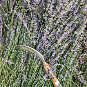 2 French Lavender Live Starter Plants - Lavandula x Intermedia, Super Fragrant - Image 3