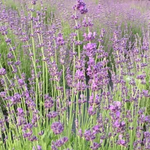 2 Lavender Live Plant Starters - Fragrant Purple Blooms, Topiary & Christmas Tree - Image 10