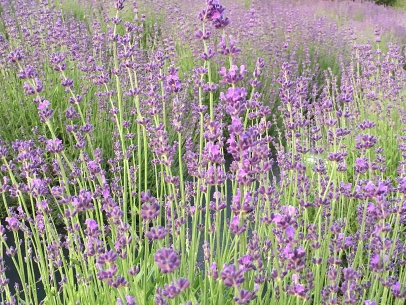 2 Lavender Live Plant Starters - Fragrant Purple Blooms, Topiary & Christmas Tree - Image 10