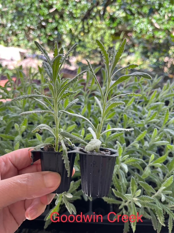 2 Lavender Live Plant Starters - Fragrant Purple Blooms, Topiary & Christmas Tree - Image 3