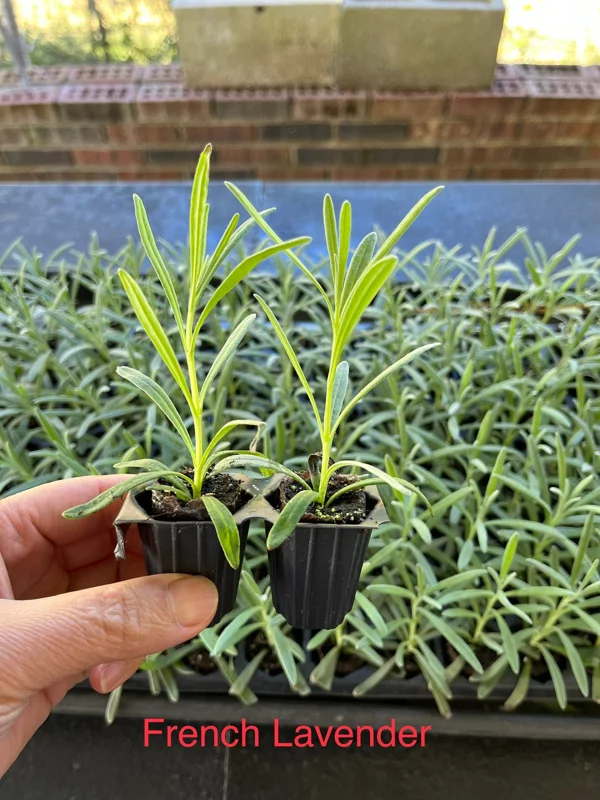 2 Lavender Live Plant Starters - Fragrant Purple Blooms, Topiary & Christmas Tree - Image 4