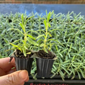 2 Lavender Live Plant Starters - Fragrant Purple Blooms, Topiary & Christmas Tree - Image 5