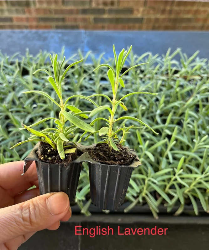 2 Lavender Live Plant Starters - Fragrant Purple Blooms, Topiary & Christmas Tree - Image 5