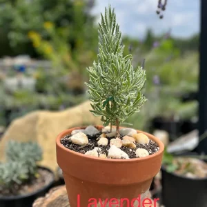 2 Lavender Live Plant Starters - Fragrant Purple Blooms, Topiary & Christmas Tree - Image 6