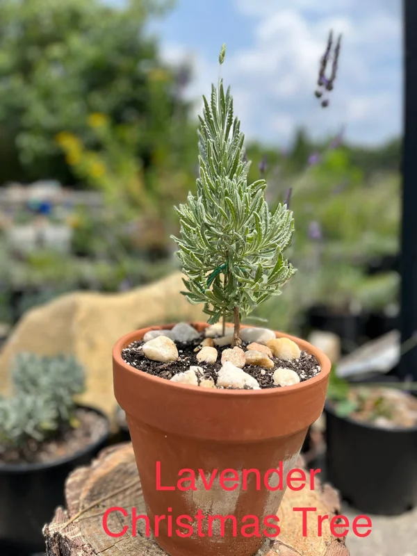 2 Lavender Live Plant Starters - Fragrant Purple Blooms, Topiary & Christmas Tree - Image 6
