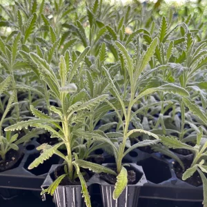 2 Lavender Live Plant Starters - Fragrant Purple Blooms, Topiary & Christmas Tree - Image 7
