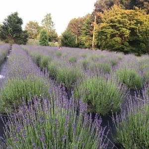 2 Lavender Live Plant Starters - Fragrant Purple Blooms, Topiary & Christmas Tree - Image 8