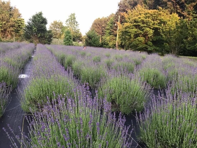 2 Lavender Live Plant Starters - Fragrant Purple Blooms, Topiary & Christmas Tree - Image 8