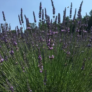 2 Lavender Live Plant Starters - Fragrant Purple Blooms, Topiary & Christmas Tree - Image 9