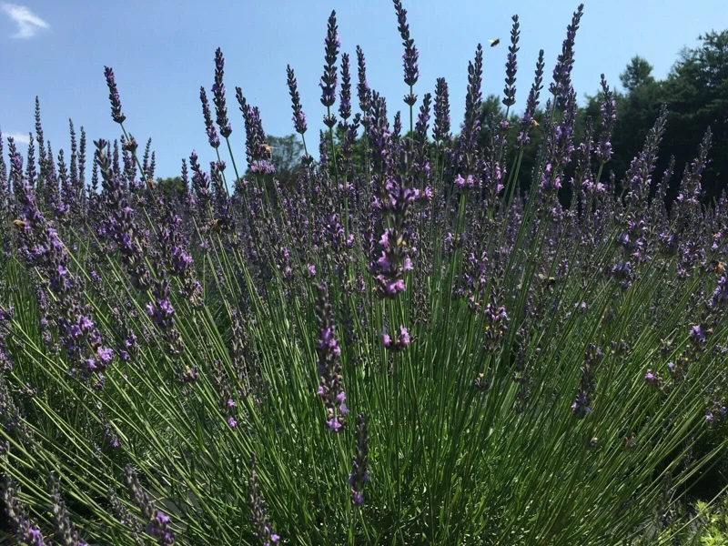 2 Lavender Live Plant Starters - Fragrant Purple Blooms, Topiary & Christmas Tree - Image 9