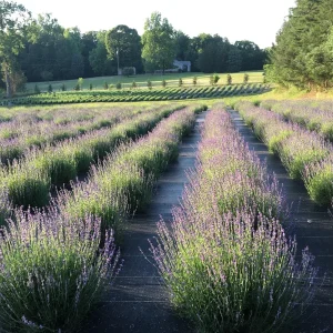 2 Lavender Live Plant Starters - Fragrant Purple Blooms, Topiary & Christmas Tree - Image 1
