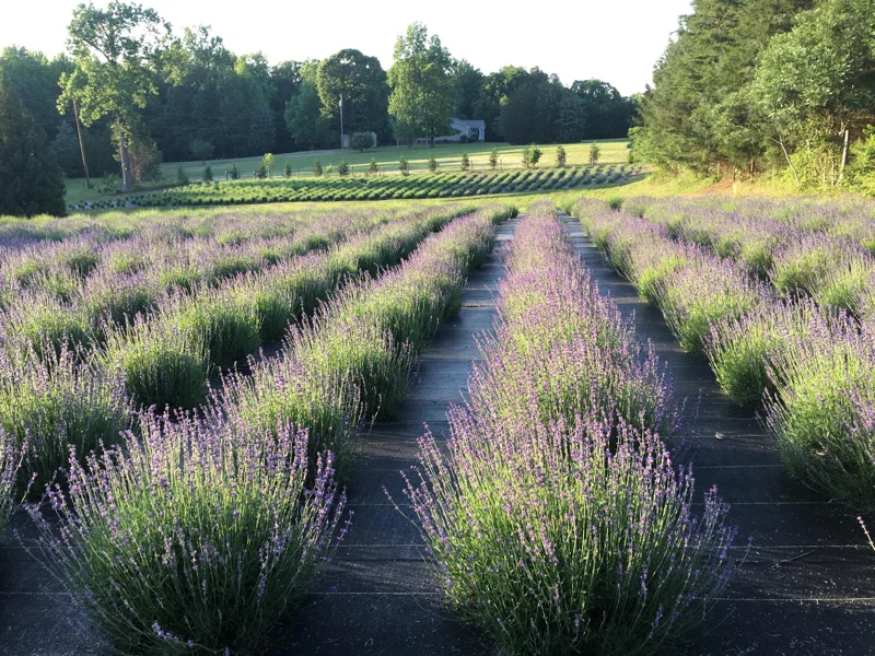 2 Lavender Live Plant Starters - Fragrant Purple Blooms, Topiary & Christmas Tree - Image 1