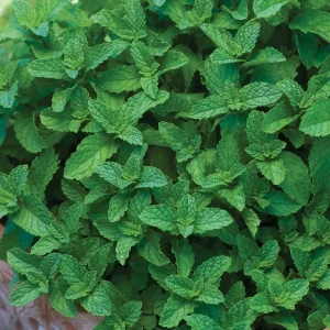 2 Spearmint Live Plants - Starter Herb for Culinary & Garden Use - Image 2