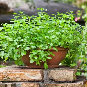 2 Spearmint Live Plants - Starter Herb for Culinary & Garden Use - Image 3