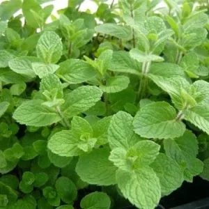 2 Spearmint Live Plants - Starter Herb for Culinary & Garden Use - Image 4