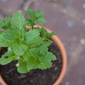 2 Spearmint Live Plants - Starter Herb for Culinary & Garden Use - Image 5