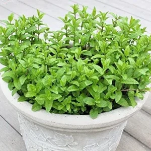 2 Spearmint Live Plants - Starter Herb for Culinary & Garden Use - Image 6