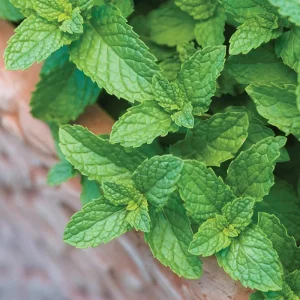 2 Spearmint Live Plants - Starter Herb for Culinary & Garden Use - Image 1