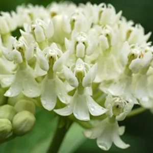 2 White Milkweed Live Plants - Asclepias perennis - Butterfly Garden Perennial - Image 2