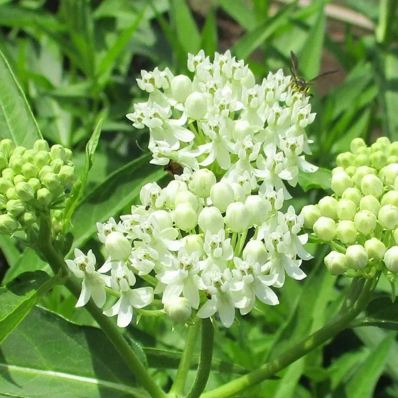 2 White Milkweed Live Plants - Asclepias perennis - Butterfly Garden Perennial - Image 3