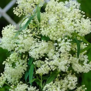 2 White Milkweed Live Plants - Asclepias perennis - Butterfly Garden Perennial - Image 4