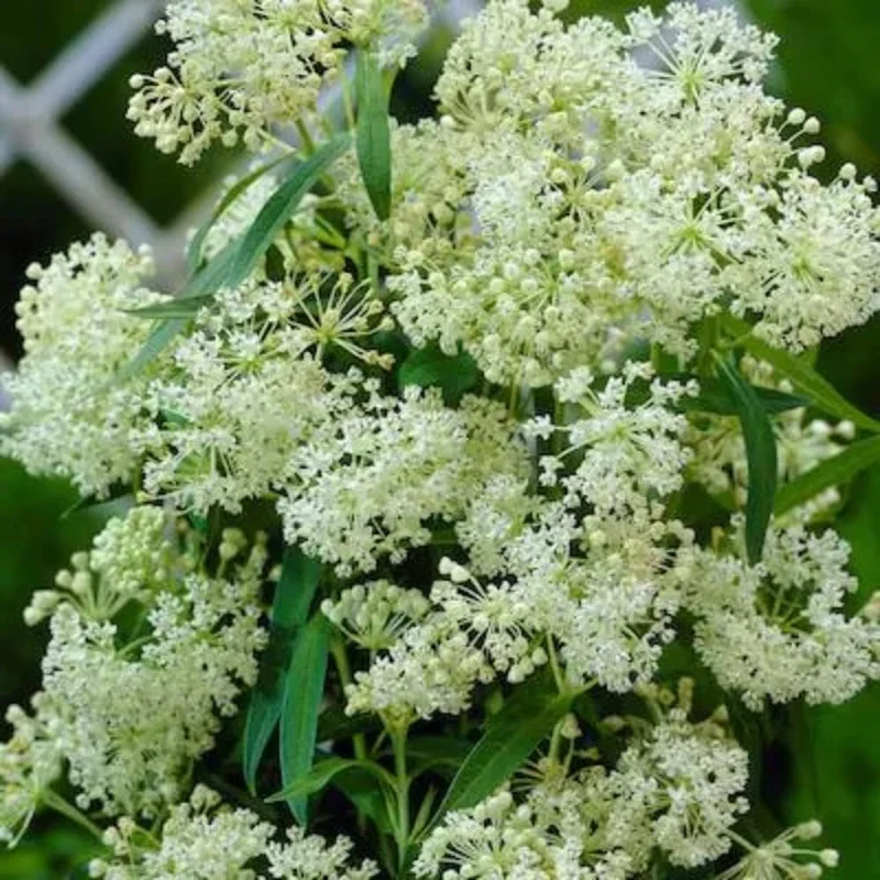 2 White Milkweed Live Plants - Asclepias perennis - Butterfly Garden Perennial - Image 4