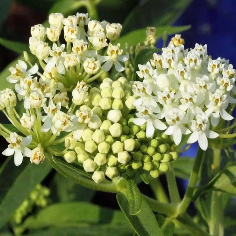 2 White Milkweed Live Plants - Asclepias perennis - Butterfly Garden Perennial - Image 5
