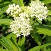 2 White Milkweed Live Plants - Asclepias perennis - Butterfly Garden Perennial - Image 1