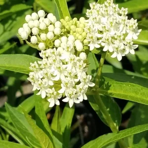 2 White Milkweed Live Plants - Asclepias perennis - Butterfly Garden Perennial - Image 1