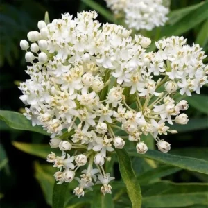 2 White Milkweed Live Plants - Asclepias perennis - Butterfly Garden Perennial - Image 6